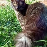 Picture of cat lost at La Florida