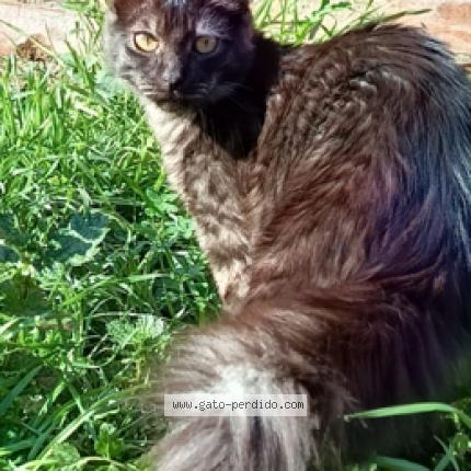 Photo 1/1 Saul Chat lost in La florida