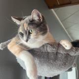 Picture of cat lost at Mailley Et Chazelot