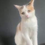 Picture of cat lost at Momalle