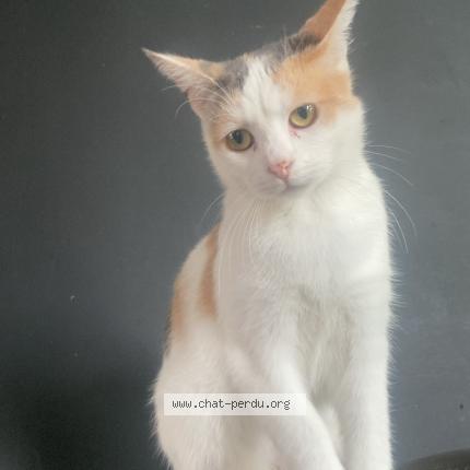 Photo 1/1 Lilou Chat lost in Momalle