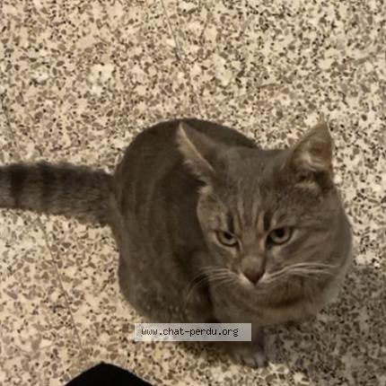 Photo 1/1 ka&iuml; Chat lost in Roubaix