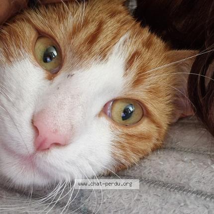 Photo 1/1 Yoyo Chat lost in Abbevillers