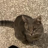 Picture of cat lost at Roubaix