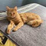 Picture of cat lost at Orsay