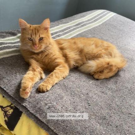 Photo 1/1 LEO Chat lost in Orsay