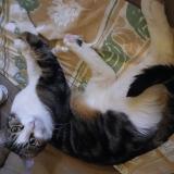 Picture of cat lost at Amberieu En Bugey