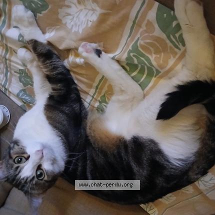 Photo 1/1 Minou Chat lost in Amberieu en bugey