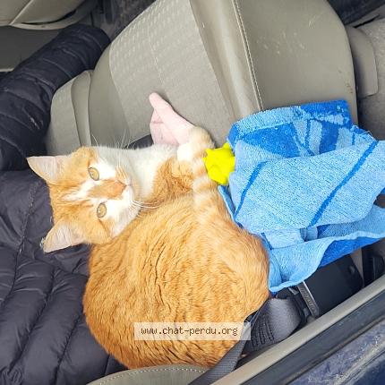 Photo 1/1 Jumbo Chat lost in Marsas