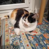 Picture of cat found at Montpellier