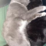 Picture of cat lost at Livry Gargan