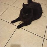 Picture of cat lost at Montpellier
