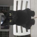 Picture of cat lost at Cabo Rojo