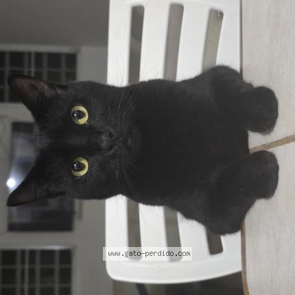 Photo 1/1 Kaz Chat lost in Cabo rojo