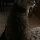 Picture of cat lost at Montreal Ahuntsic Cartier Ville