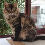 Picture of cat lost at Talagante