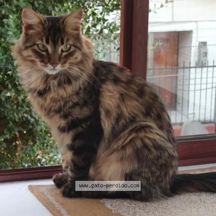 Photo 1/1 Leia Chat lost in Talagante