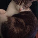 Picture of cat lost at Baja California