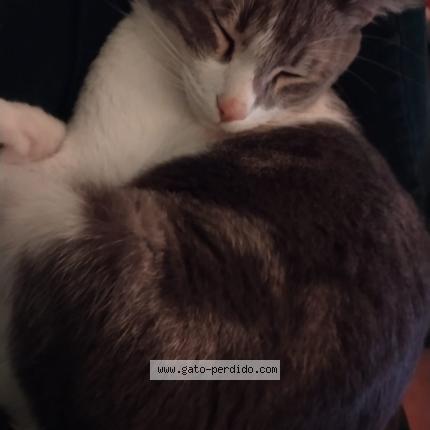 Photo 1/2 Boris Chat lost in Baja california