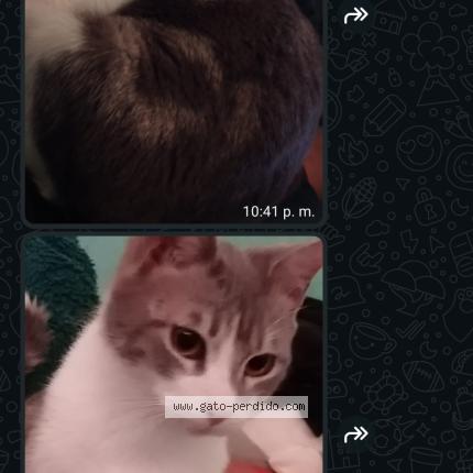 Photo 2/2 Boris Chat lost in Baja california