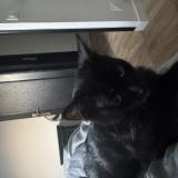 Picture of cat lost at Tremblay En France