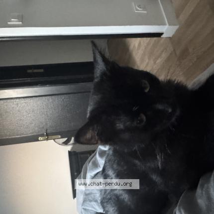 Photo 1/1 Ocho Chat lost in Tremblay en france