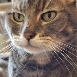 Picture of cat lost at Valenton