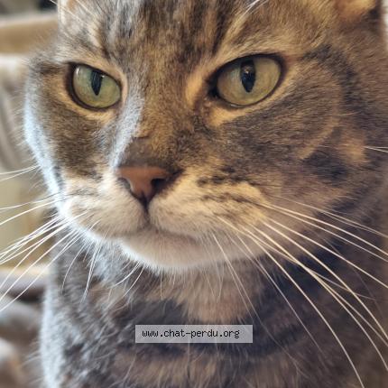 Photo 1/1 Roméo Chat lost in Valenton