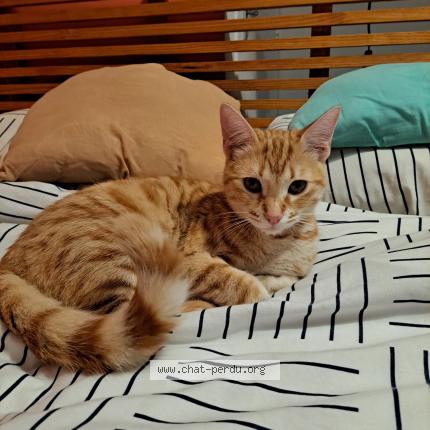 Photo 1/1 Tiber Chat lost in Malves en minervois