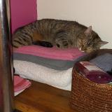 Picture of cat lost at Malves En Minervois