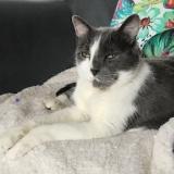 Picture of cat lost at Varzy