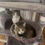 Picture of cat lost at Negrepelisse