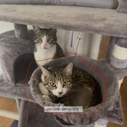 Photo 1/1 Neko Chat lost in Negrepelisse