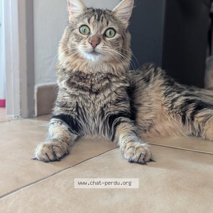 Photo 1/1 Vaïna Chat lost in Mouans sartoux