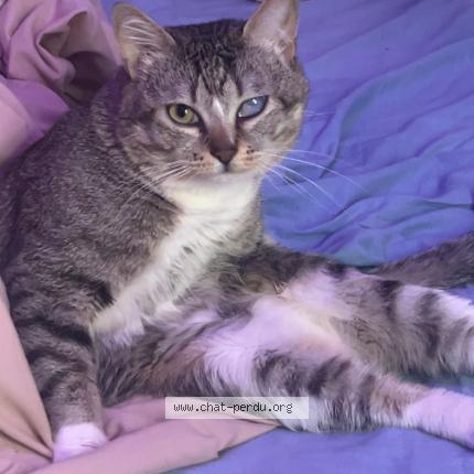 Photo 1/1 marley Chat lost in Beaufort en anjou