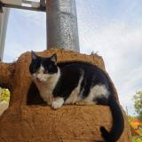 Picture of cat lost at Quesques