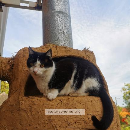 Photo 1/1 M Chat lost in Quesques