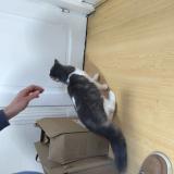 Picture of cat found at Nogent Sur Marne