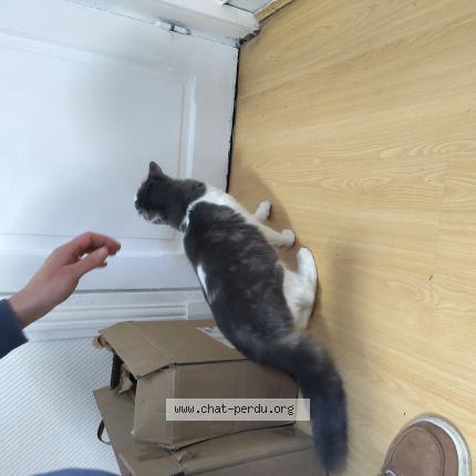 Photo 1/1 Found cat Found in Nogent sur marne