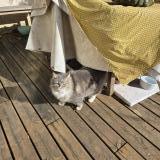 Picture of cat found at Canet