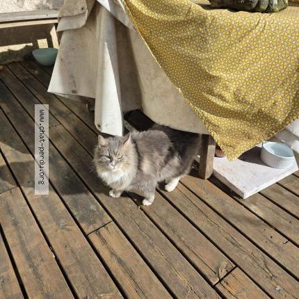 Photo 1/5 Found cat Found in Canet