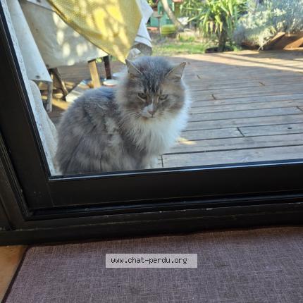 Photo 2/5 Found cat Found in Canet