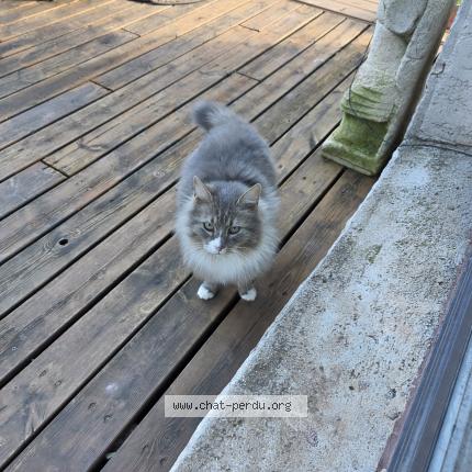 Photo 3/5 Found cat Found in Canet