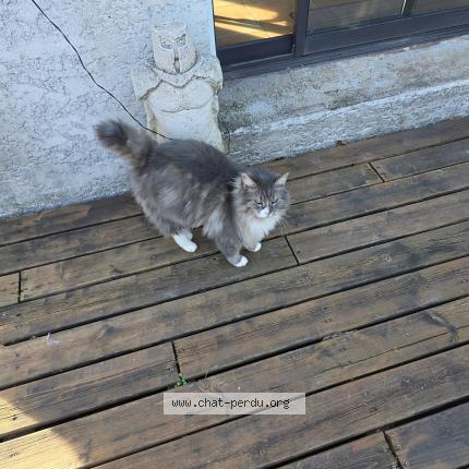 Photo 4/5 Found cat Found in Canet