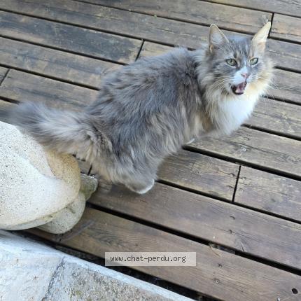 Photo 5/5 Found cat Found in Canet