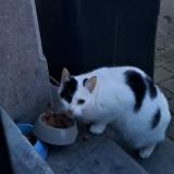 Picture of cat found at Eugies