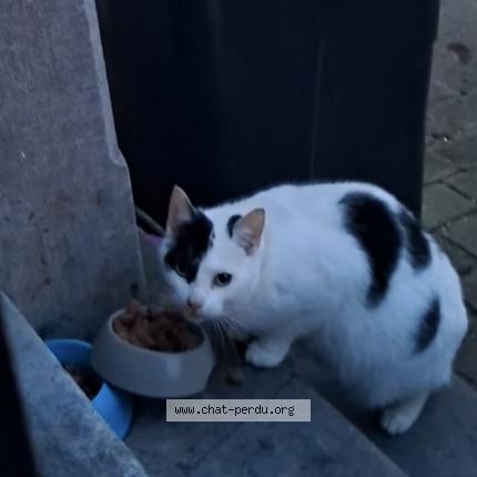 Photo 1/1 Found cat Found in Eugies