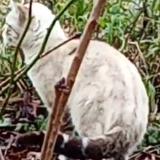 Picture of cat lost at Belfort