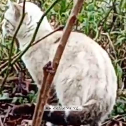 Photo 1/1 Silva Tavares Gilson Chat lost in Belfort