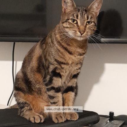 Photo 1/1 Briouate Chat lost in Arnouville